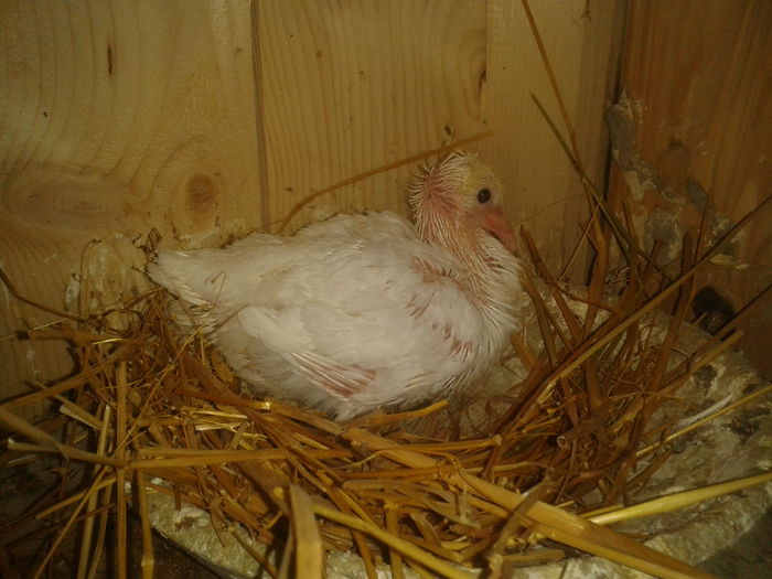 2013-03-30 17.02.29 - Capucini