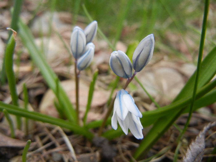 Puschkinia scilloides (2013, March 30)