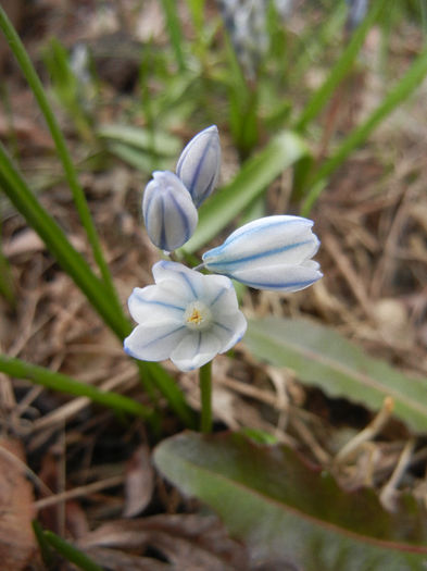 Puschkinia scilloides (2013, March 30)