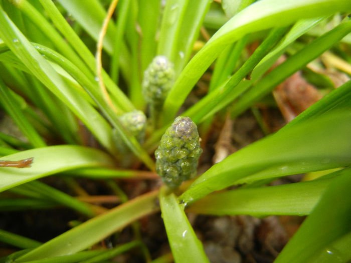 Muscari armeniacum (2013, March 30)