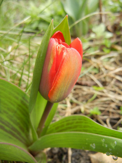 Tulipa Showwinner (2013, March 30) - Tulipa Showwinner