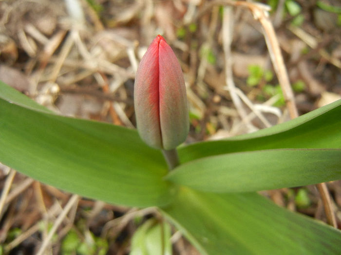 Tulipa Showwinner (2013, March 30) - Tulipa Showwinner