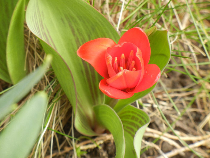 Tulipa Showwinner (2013, March 30) - Tulipa Showwinner