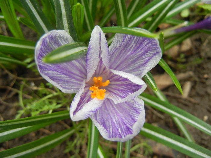 Crocus King of the Striped (2013, Mar.30)