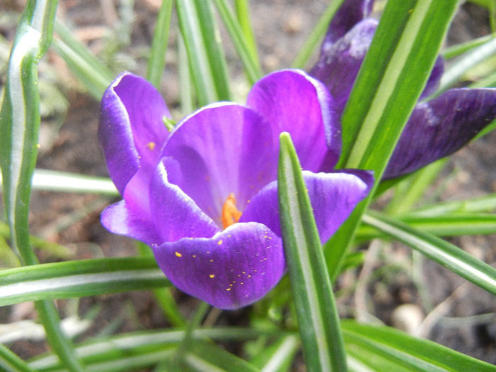 Crocus Negro Boy (2013, March 30)