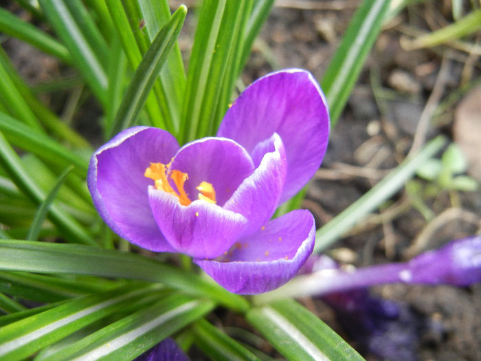 Crocus Negro Boy (2013, March 30)