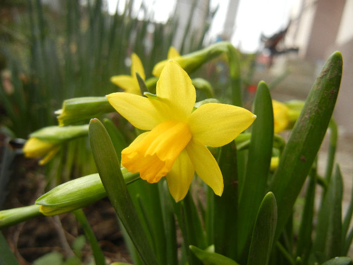Narcissus Tete-a-Tete (2013, March 30)