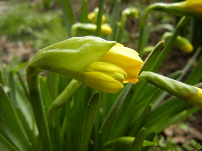 Narcissus Tete-a-Tete (2013, March 30) - Narcissus Tete-a-Tete