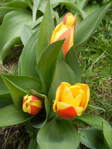 Tulipa Stresa (2013, March 30)