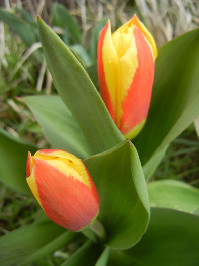 Tulipa Stresa (2013, March 30)