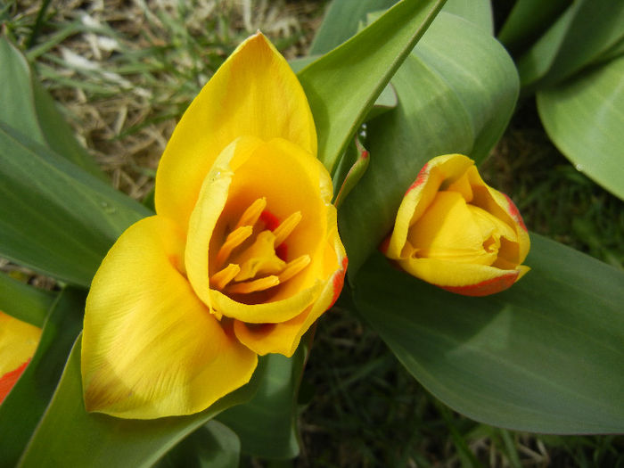 Tulipa Stresa (2013, March 30)