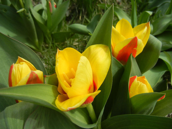 Tulipa Stresa (2013, March 30)