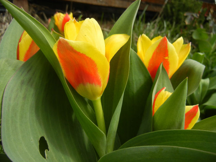 Tulipa Stresa (2013, March 30)