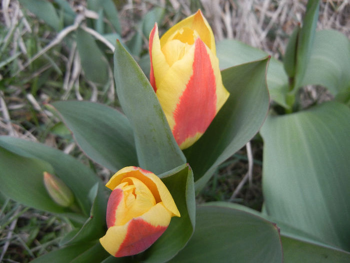 Tulipa Stresa (2013, March 30)