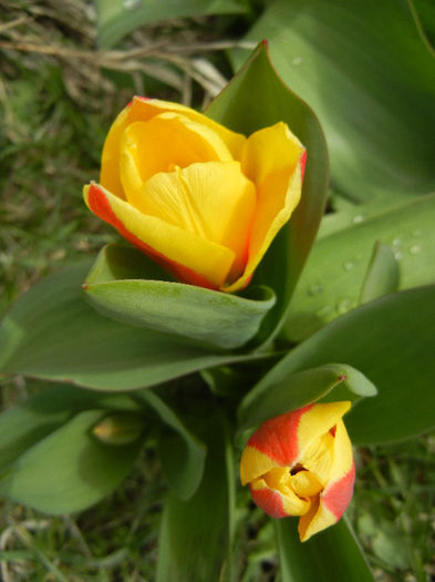 Tulipa Stresa (2013, March 30)