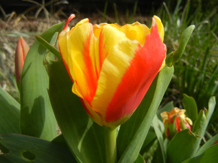 Tulipa Stresa (2013, March 30)