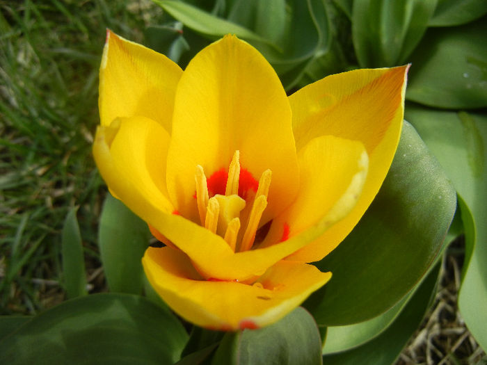 Tulipa Stresa (2013, March 30)