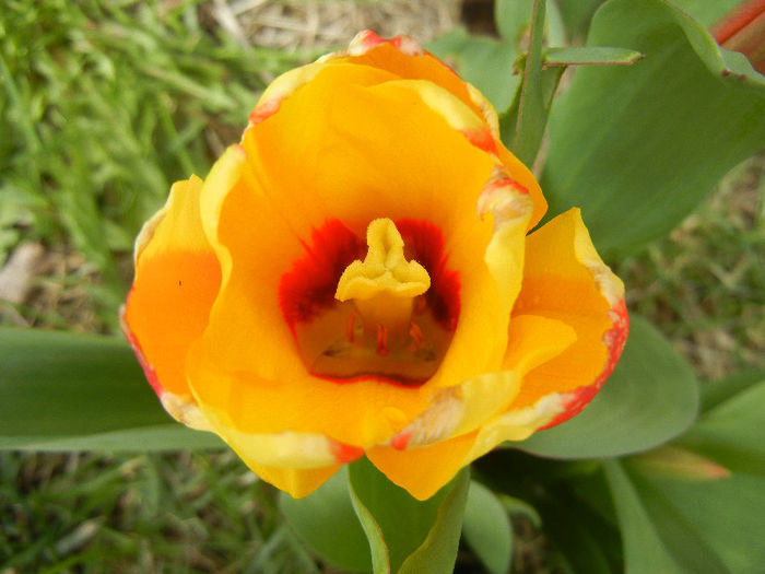 Tulipa Stresa (2013, March 30)