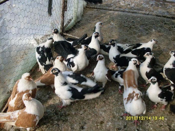 SDC14171 - Femele pe timpul ierni2013