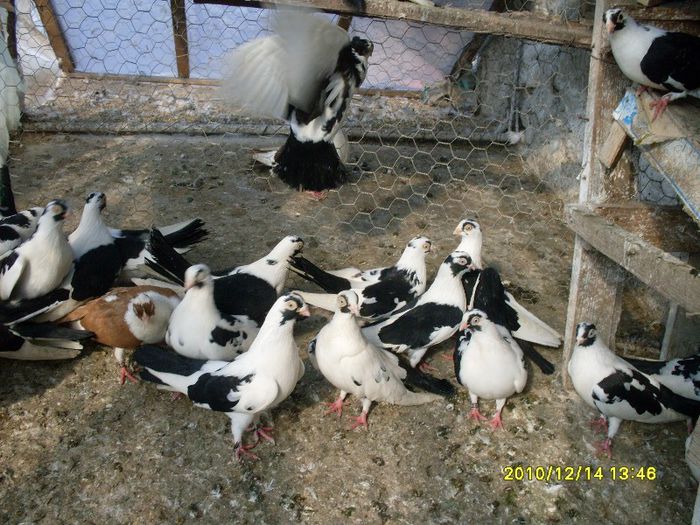 SDC14175 - Femele pe timpul ierni2013