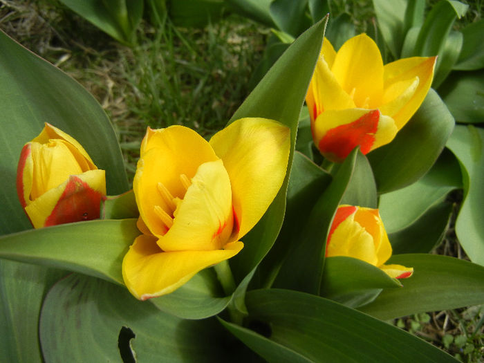 Tulipa Stresa (2013, March 30)