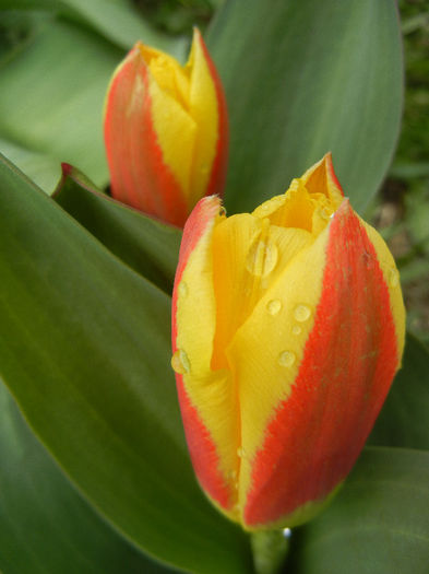 Tulipa Stresa (2013, March 30) - Tulipa Stresa