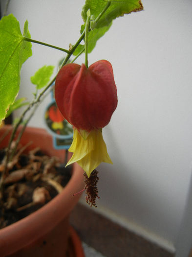 Abutilon megapotamicum (2013, Mar.30) - Abutilon megapotamicum