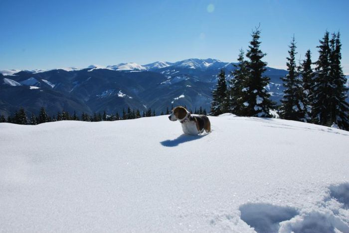  - CATEUL BEAGLE PE MUNTE