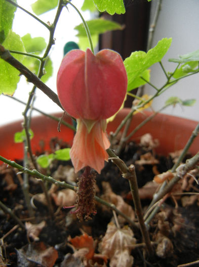 Abutilon megapotamicum (2013, Mar.30)