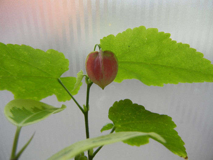 Abutilon megapotamicum (2013, Mar.30)