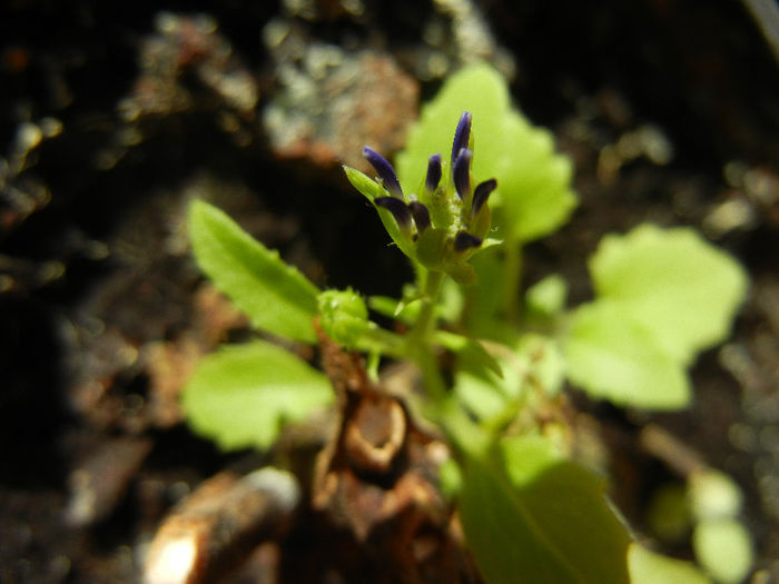 Pericallis x hybrida Blue (2013, March 20) - Pericallis x hybrida Blue