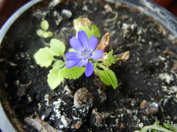 Pericallis x hybrida Blue (2013, March 27)