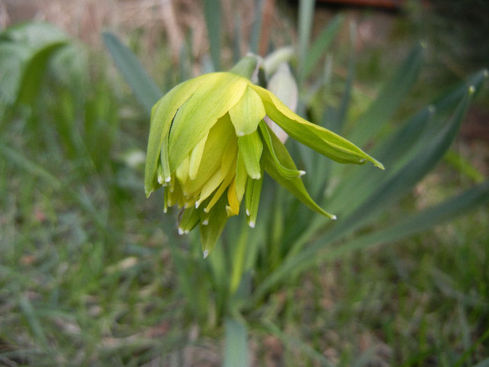 Daffodil Rip van Winkle (2013, March 30) - Narcissus Rip van Winkle