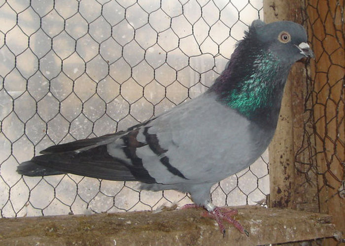 mavijanduz3101