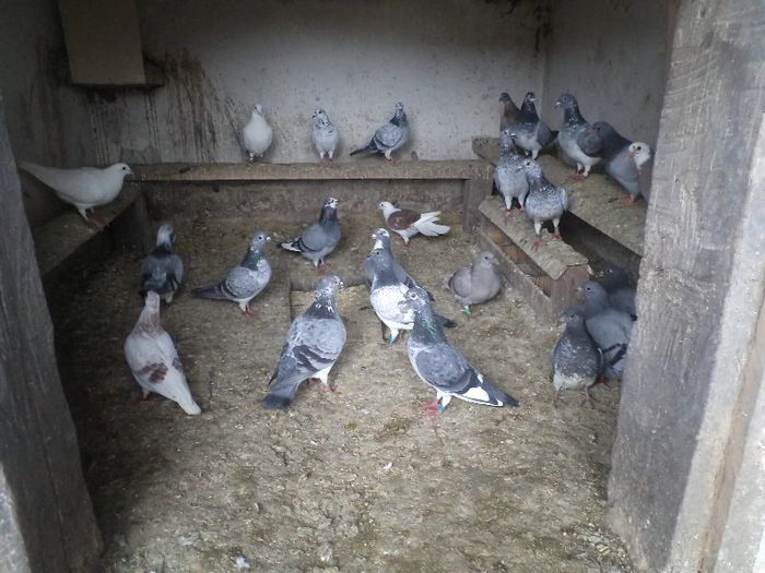 CUCI LA GRAMADA 2013 MARTIE