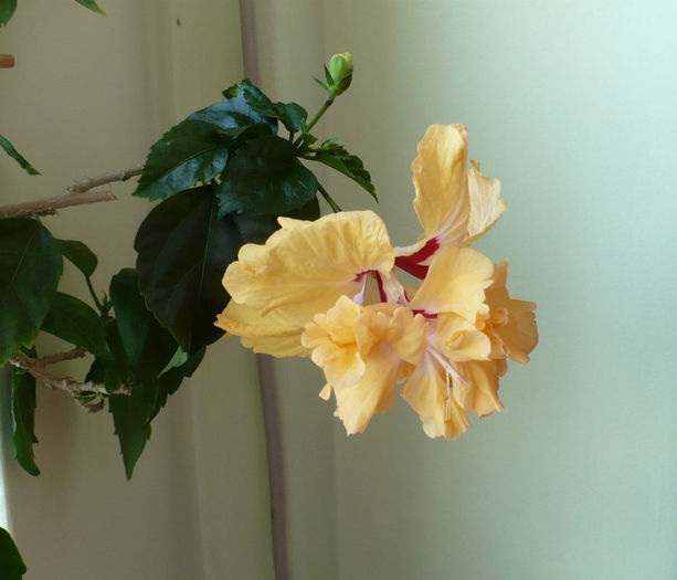 P1420465 - hibiscusi 2013