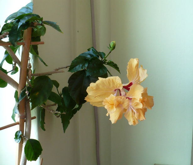 P1420466 - hibiscusi 2013