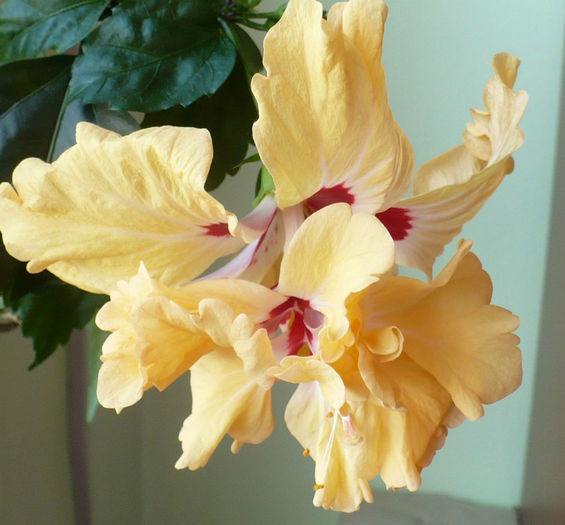 P1420471 - hibiscusi 2013