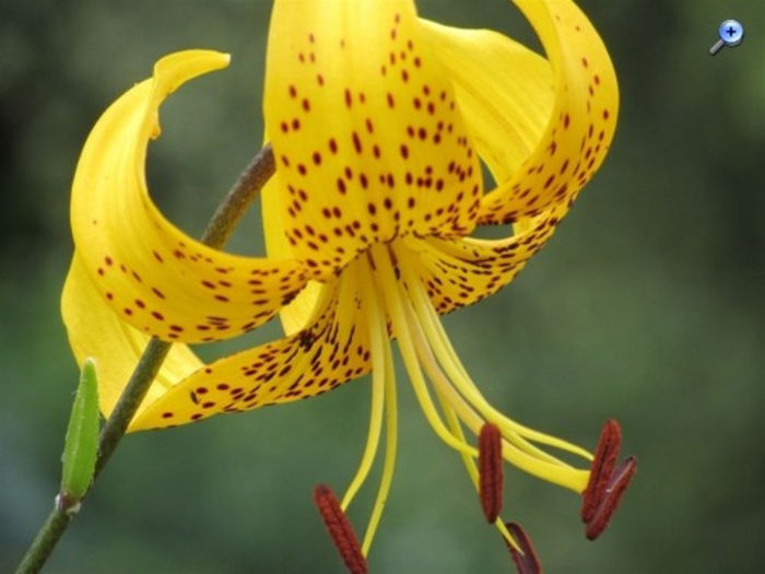 Lilium Leichtlinnnii