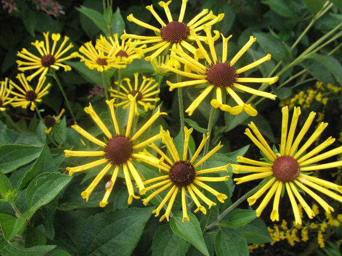 Rudbeckia subtomentosa