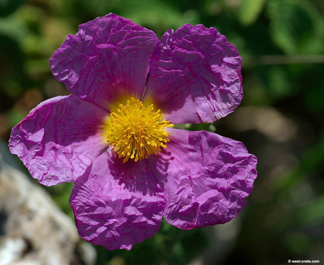 Cistus creticus