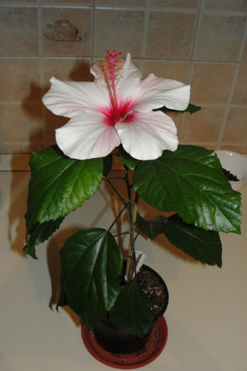  - Hibiscus-1