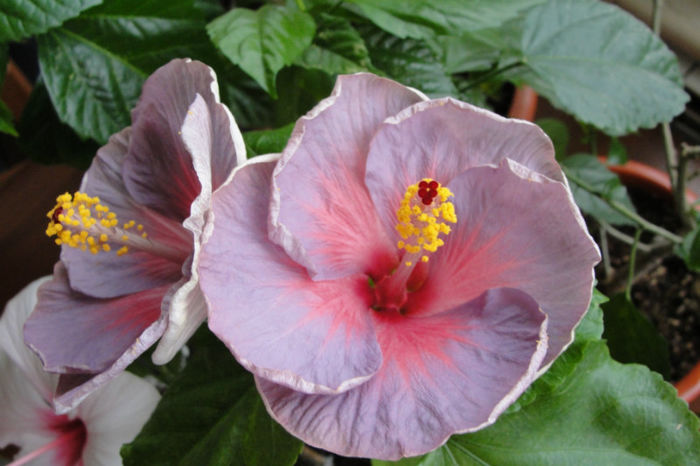  - Hibiscus-1
