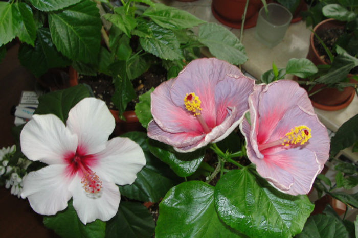  - Hibiscus-1