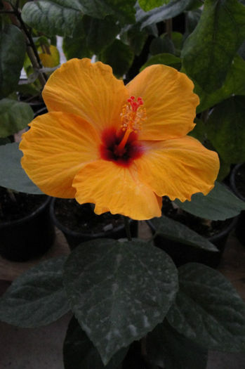 hibiscus Uh Hulla Girl - Hibiscus-1