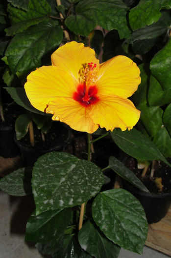  - Hibiscus-1