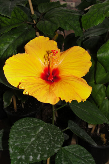  - Hibiscus-1