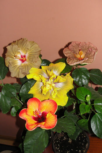 hibiscus Suntan hibiscus Time for Magic hibiscus Topaz Glory hibiscus Mis Behavin