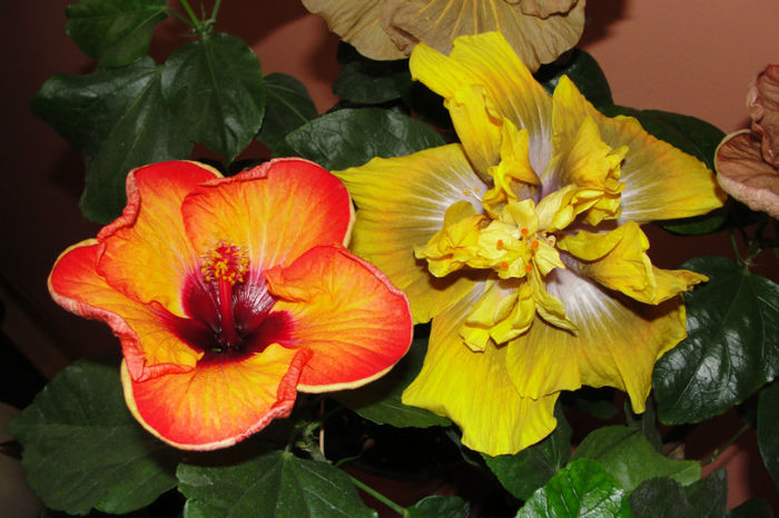 hibiscus Mis Behavin hibiscus Time for Magic