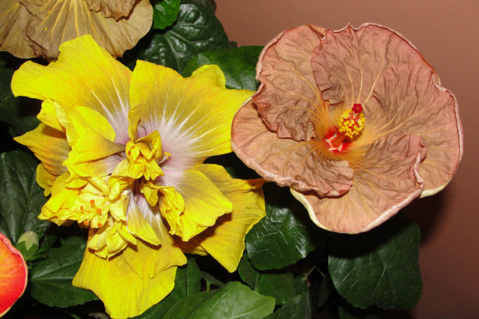 hibiscus Topaz Glory hibiscus Time for Magic